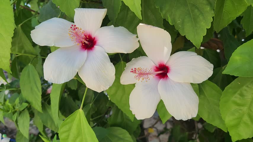 Vibrant white hibiscus flowers with deep red centers and yellow stamens