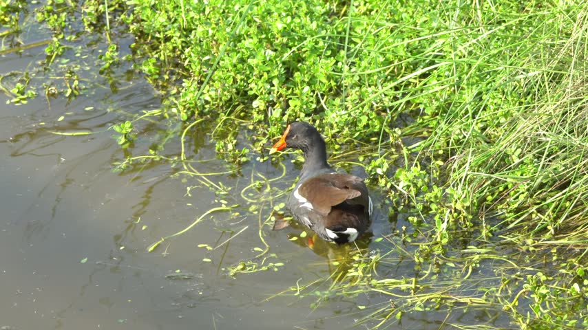 Common Gallinule moorhen swimming gracefully along green aquatic vegetation in calm marsh water. Detailed 4K wildlife behavior footage.