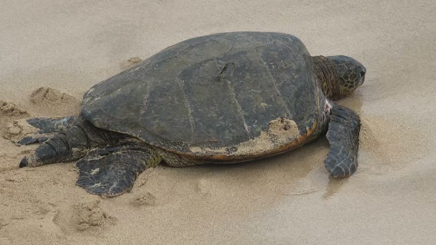 Pacific green sea turtle (Chelonia mydas) returning to the ocean, Hoʻokipa Beach, Maui,  Hawaii, USA