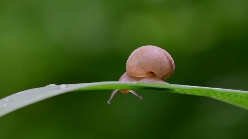 Snail Hanging Under a Green Grass Blade