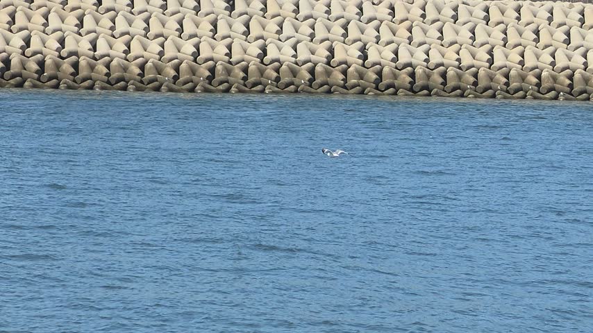There are two seagulls flying beautifully and coolly over the sea with their wings.