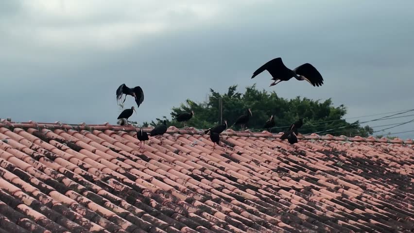 View of dark birds perched on a traditional tiled rooftop, with several birds taking flight against a cloudy sky and trees in the background.