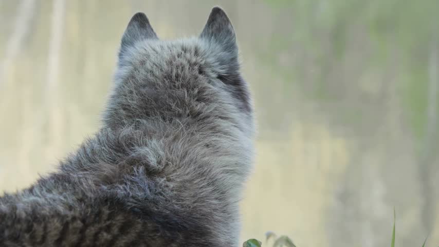 A side profile close-up portrait of a grey wolf with thick grey fur and pale amber eyes, standing outdoors with its mouth slightly open to reveal its teeth and tongue against a softly blurred background.