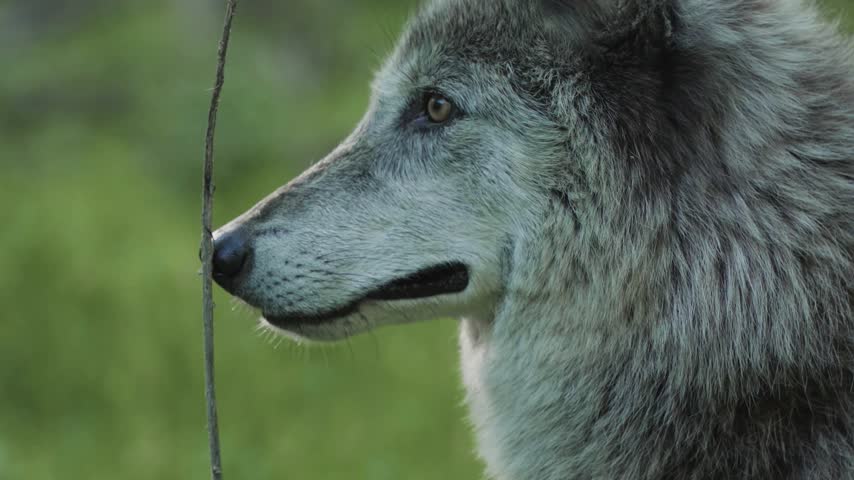 A side profile close-up portrait of a grey wolf showing its thick fur, long snout, and focused gaze as its nose touches a thin twig, set against a soft green forest background.