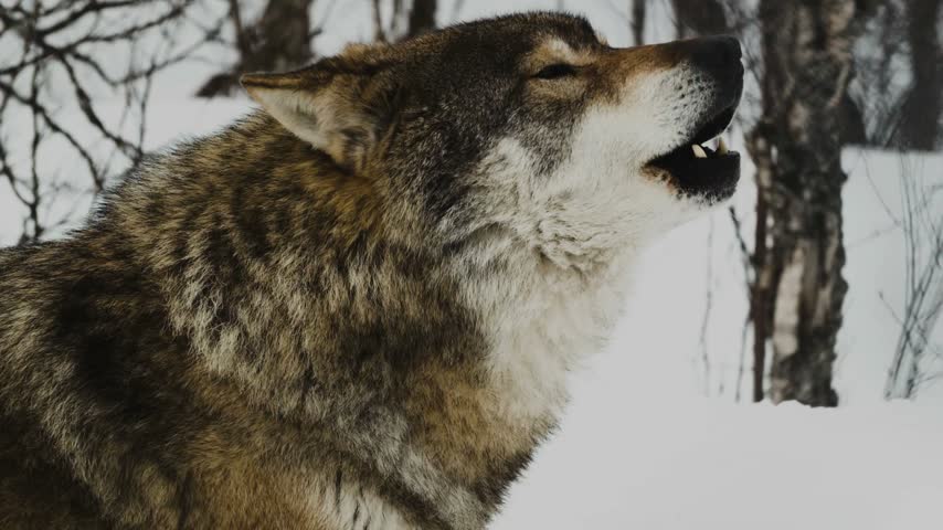 A dramatic side profile portrait of a grey wolf howling into the air with its eyes closed and mouth open, revealing its teeth against a snowy winter backdrop.