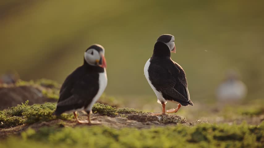 Close Up Puffin Flying and Taking Off from Burrow on Skomer Island, Atlantic Puffins Colony in Flight Leaving its Nest on Skomer Island, UK Birds and Wildlife