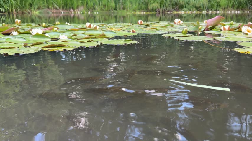 Nymphaea water lilies, known as pond lilies or water flowers, drift across gently rippling pond surface surrounded by reeds and pads; perfect for nature documentaries, meditation videos, environmental campaigns, and aquatic-themed motion graphics.
