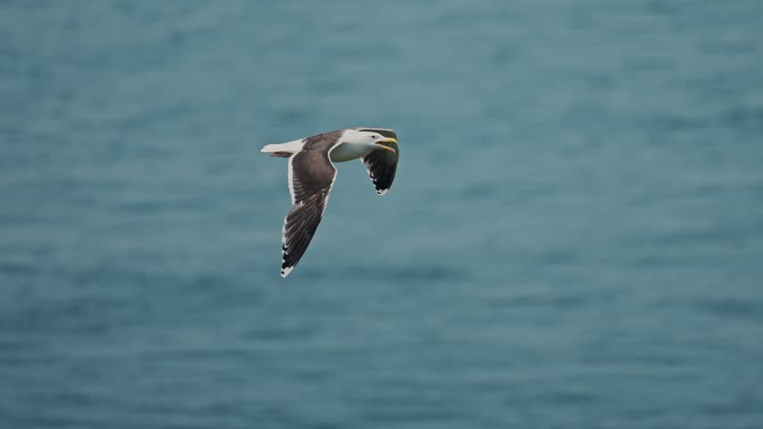 Slow Motion Gull Flying Over Blue Ocean, Gulls in Flight Above Ocean Sea Water, UK Birds Birdlife and Seabirds in UK on Skomer Island in Wales, Greater Black Backed Gulls Birds Flying