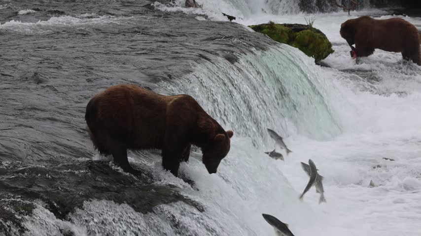 Brown bear catches salmon at brooks falls katmai national park alaska