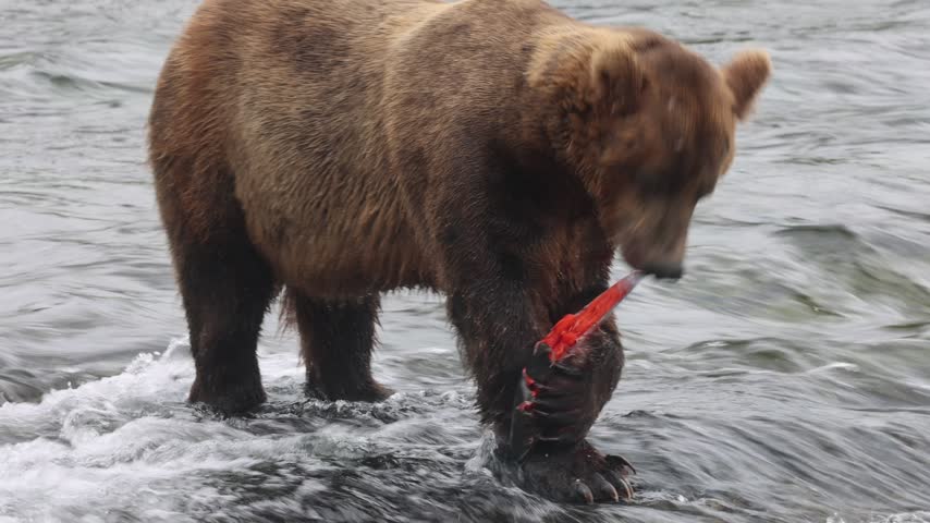 Brown bear eating salmon at brooks falls katmai national park