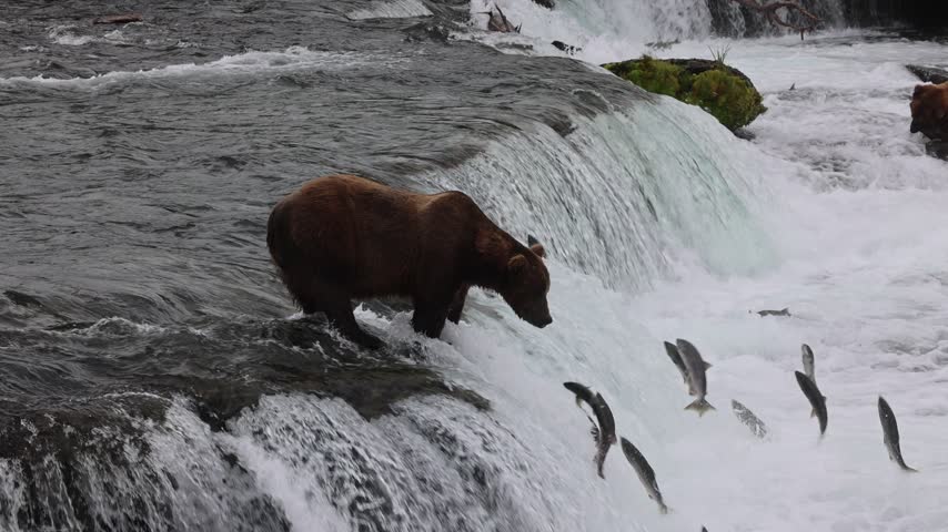 Brown bear catches salmon at brooks falls katmai national park alaska