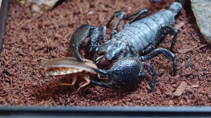 Black Scorpion Hunting Prey in Nature, Detailed Insect Wildlife Close-Up in 4K