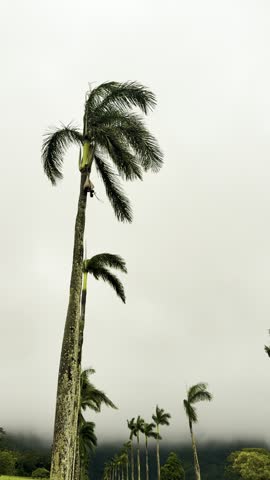 Tropical palm trees swaying in the breeze