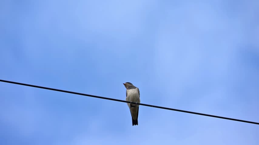 Young Swallow (Hirundo rustica) still lacking the long adult tail feathers, taking off from a telegraph wire. August, Kent, UK [Slow motion x10]