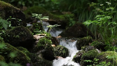 small river with waterfall and green plant in forest