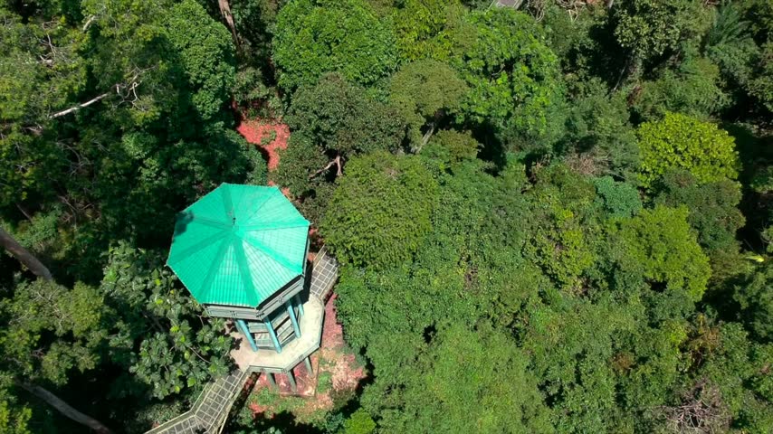 Aerial drone view of the Rainforest Discovery Centre tower rising above the Sepilok forest