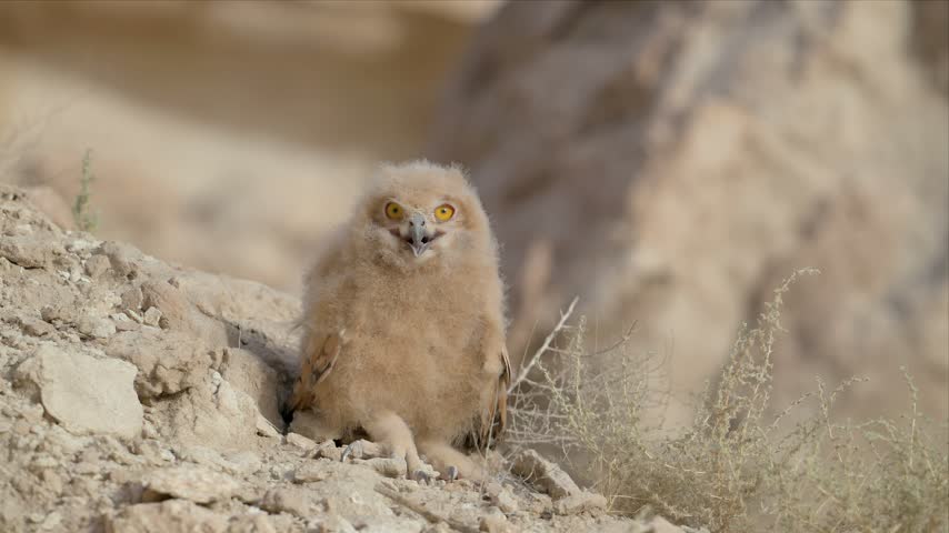 A fluffy Pharaoh eagle-owl chick with wide yellow eyes sits beside its desert burrow, downy plumage catching the light in this endearing close-up.