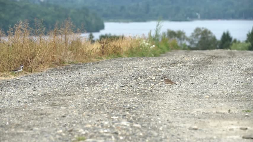 A killdeer walks slowly across a gravel road surrounded by dry yellow and orange grass, filmed in slow motion. A peaceful lake is visible in the distance behind the shorebird, creating a natural rural landscape. The footage captures the bird moving across the rocky roadside in a quiet outdoor setting.