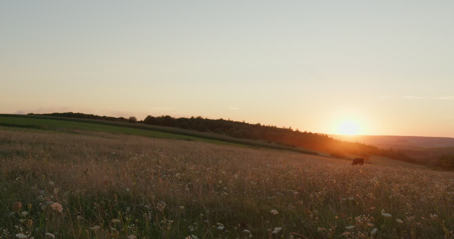 Scenic countryside sunset over a rolling hill with a cow grazing