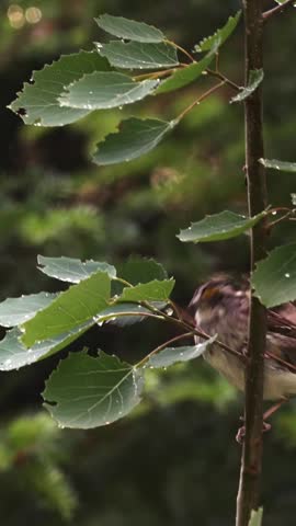 A white throated sparrow climbs a slender tree branch covered in fresh raindrops while softly singing. The small songbird carefully moves upward along the thin trunk, causing the wet branches to shake. As the bird leaves at the end of the clip, water droplets fall from the rain soaked tree, creating a beautiful natural moment.
