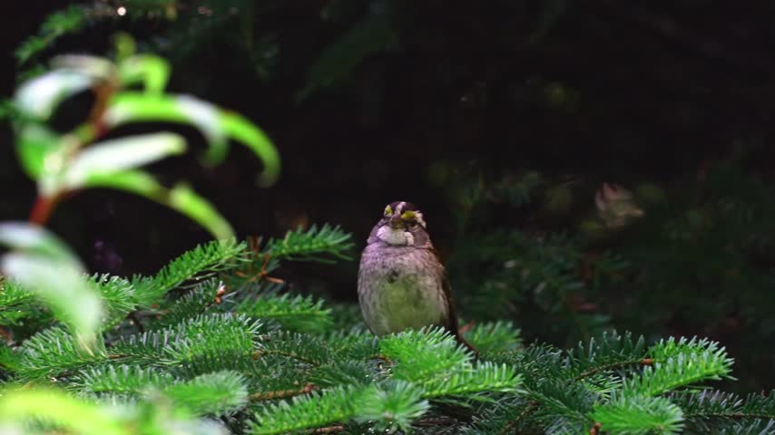 A white throated sparrow rests quietly on a spruce branch in a natural outdoor setting. The songbird remains still for several moments before suddenly taking flight at the end of the clip. The footage captures a simple moment of natural wildlife behaviour in a forest environment.