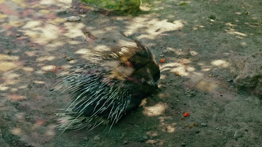 Crested porcupine resting on the ground in a zoo aviary showing sharp defensive quills and spines.