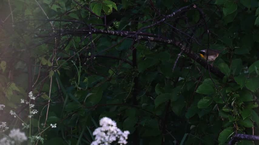A common yellowthroat hops along a dead branch surrounded by lush green forest vegetation. Filmed in slow motion without sound, the small songbird moves back and forth along the branch, turning around and changing direction as it explores its surroundings. A peaceful natural wildlife scene in a forest habitat.