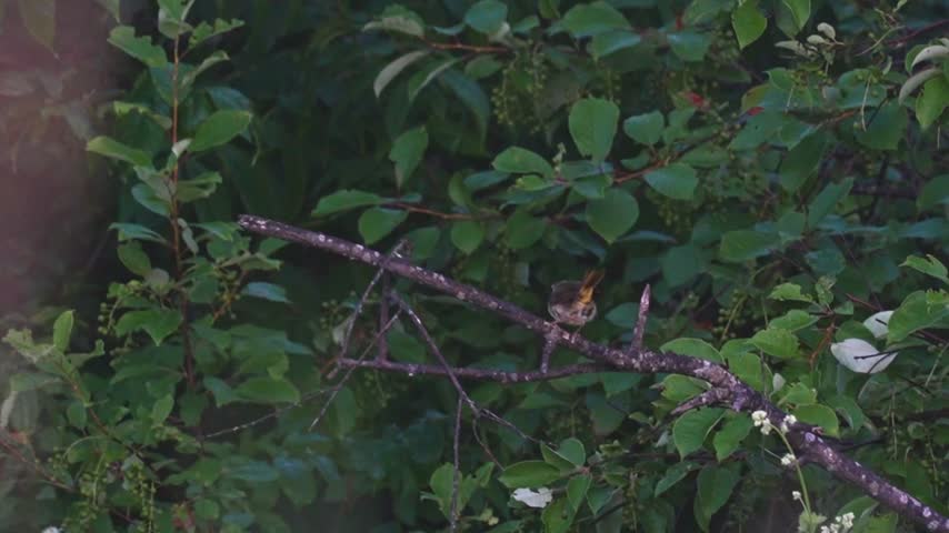 A male common yellowthroat perches quietly on a dead branch surrounded by lush green vegetation in the warm light of sunrise. The small songbird remains still for a moment before taking flight and disappearing into the surrounding foliage. A peaceful natural wildlife scene captured in soft early morning light.