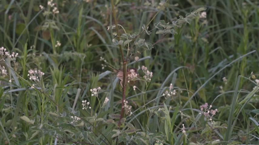 A female common yellowthroat clings to a slender flower stem surrounded by small white flowers and lush green vegetation. Filmed in slow motion without sound, the small songbird moves quickly along the delicate stem while maintaining its grip. A detailed natural wildlife scene showing the bird among wildflowers and dense vegetation.
