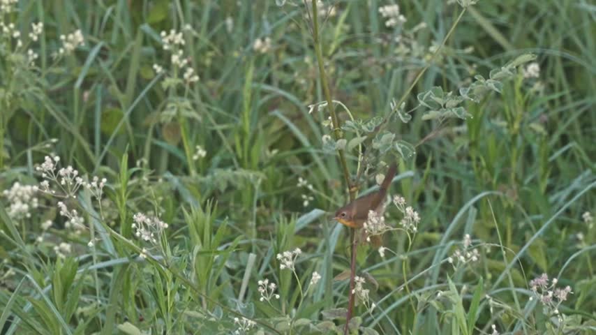 A female common yellowthroat clings to a slender flower stem surrounded by small white flowers and lush green vegetation. Filmed in slow motion without sound, the songbird slowly turns around the stem, rotating approximately 180 degrees while maintaining its grip. A detailed natural wildlife scene among wildflowers and dense vegetation.