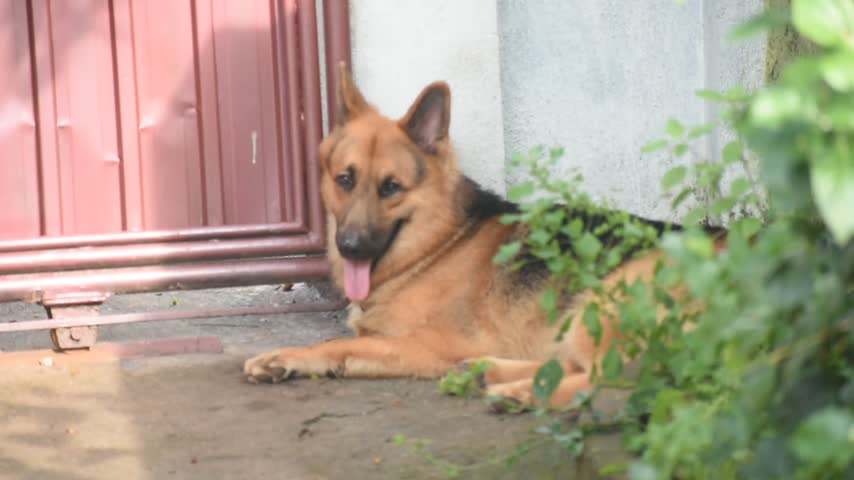 German Shepherd Dog, Kelaniya, Sri Lanka.