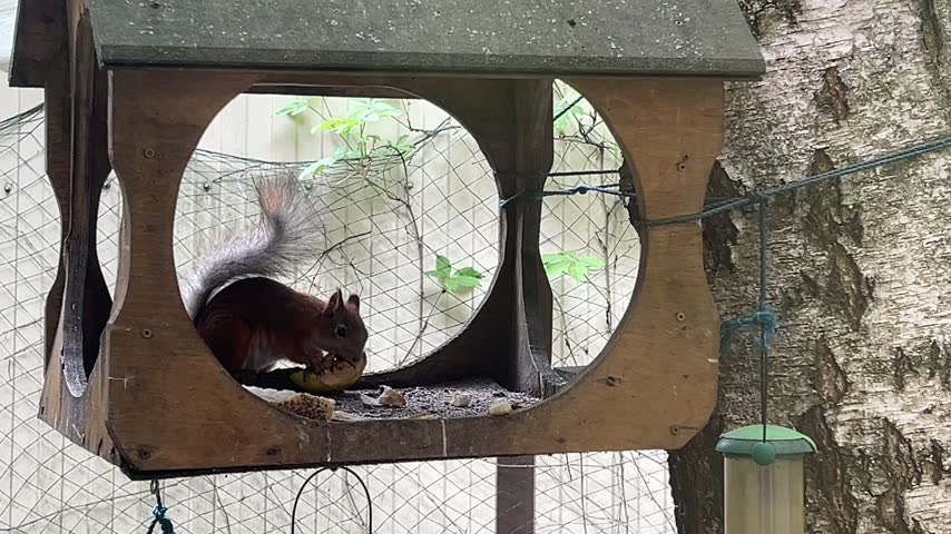 red squirrel is eating apple inside wooden bird house feeder attached to tree branch and juimped away, showing wild animal movement, outdoor park nature, wildlife feeding, and garden animals concept.