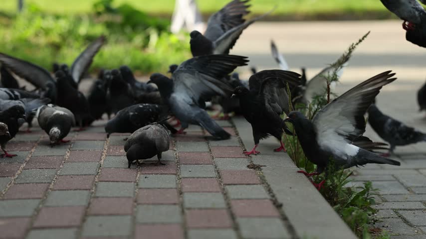 Flock of pigeons feeding on city sidewalk. Gray and black doves pecking food on paved street. Urban wildlife birds gathering and fluttering wings outdoors
