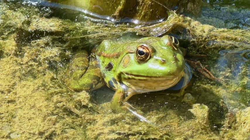 Close-up view of green frog resting in pond water surrounded by green algae