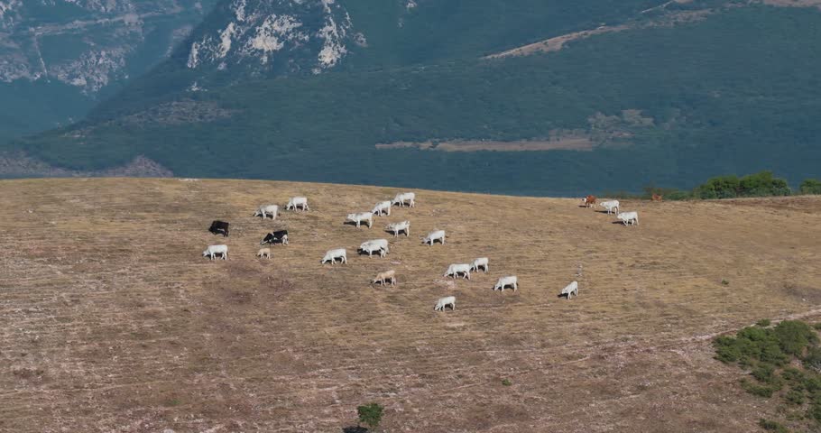 Aerial view of a herd of white cows grazing on a dry grassy hillside with mountains in the background near Spoleto, Umbria, Italy.