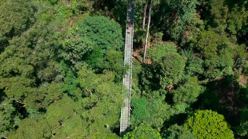 Aerial footage of the canopy walkway bridge at Rainforest Discovery Centre Sepilok