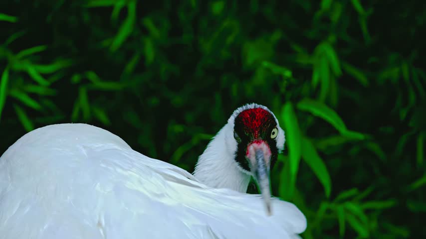 Footage captures a majestic whooping crane in captivity, showcasing its striking white plumage, red crown, and elegant movements against a vibrant green background.