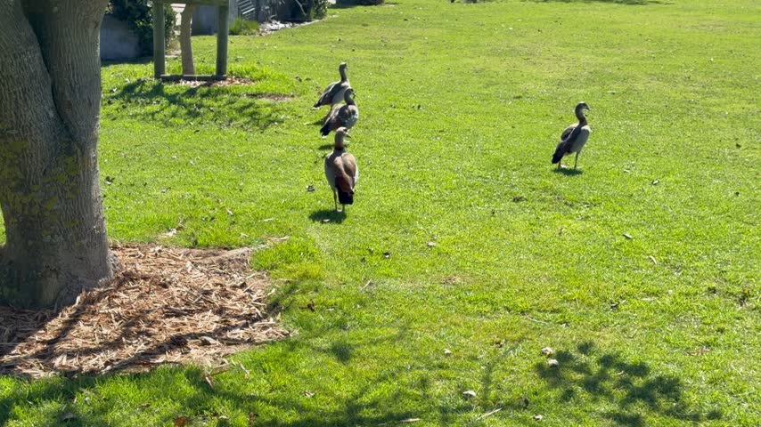 Egyptian geese on a lawn in a park.
