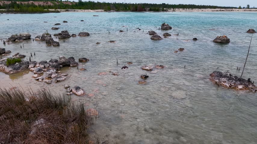 Low aerial view skims over clear shallow water scattered with rocks and weathered flooded shrubs in Michigan.