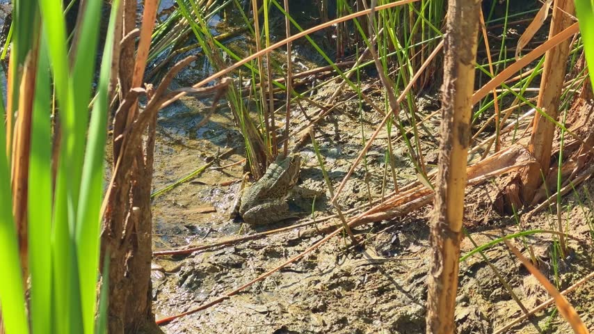 Green frog resting on muddy soil behind tall reed stems at pond edge