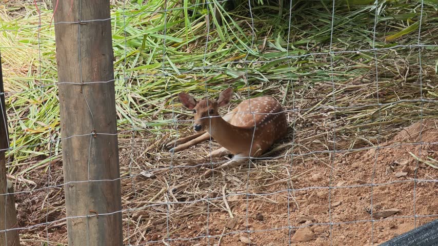Spotted fawn sleeping behind mesh fence