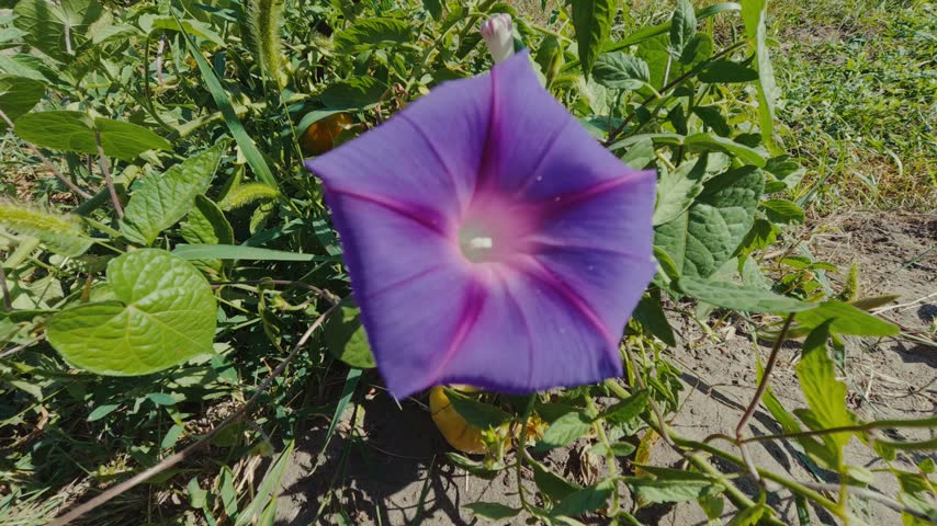 Morning Glory, Morning Glory flower.