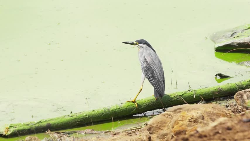 Striated heron steps along a mossy log as camera gently follows beside pond.