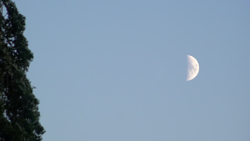 A first quarter moon hangs in a twilight sky behind a tall tree swaying in the wind.