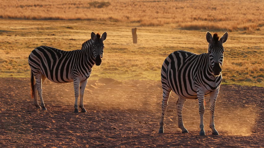 Pair of zebras stand on dusty ground as warm evening light glows behind them