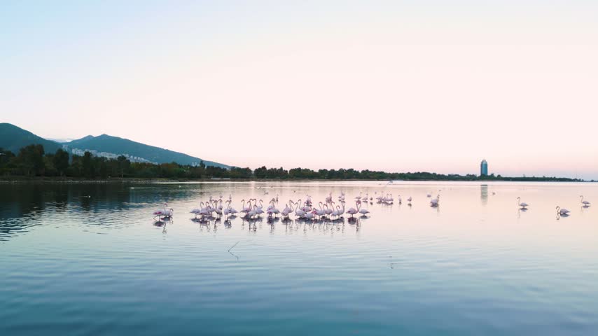 Aerial 4K Low Altitude View of Pink Flamingos in Calm Lagoon at Izmir Turkey