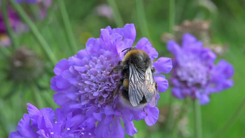 White Tailed Bumblebee (Bombus lucorum) feeding on Scabious 