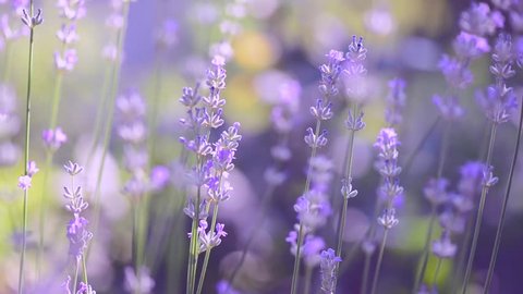 Lavender. Growing Lavender Flower closeup. Field