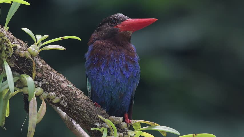 A Javan kingfisher is perched on a tree root in the forest.