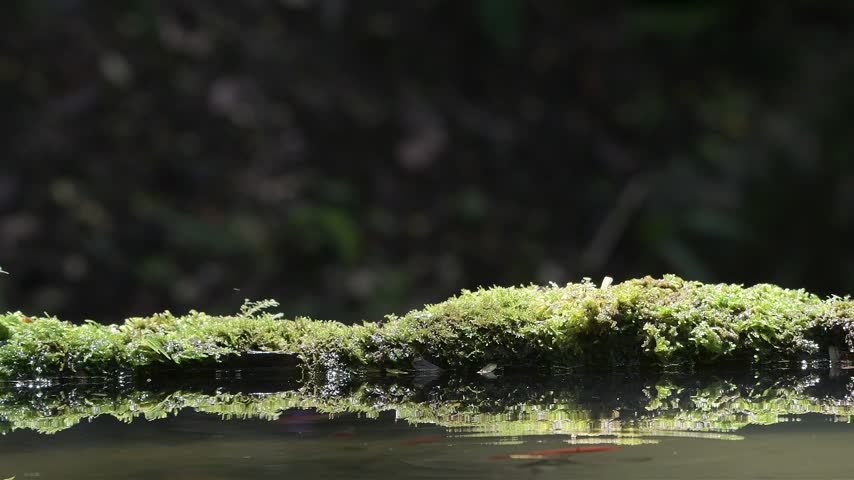 a small pond with fish inside	